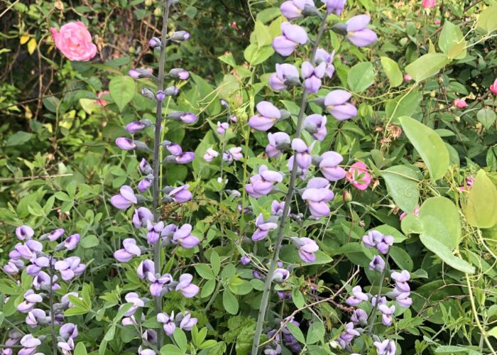 Baptisia, (False or Wild Indigo)