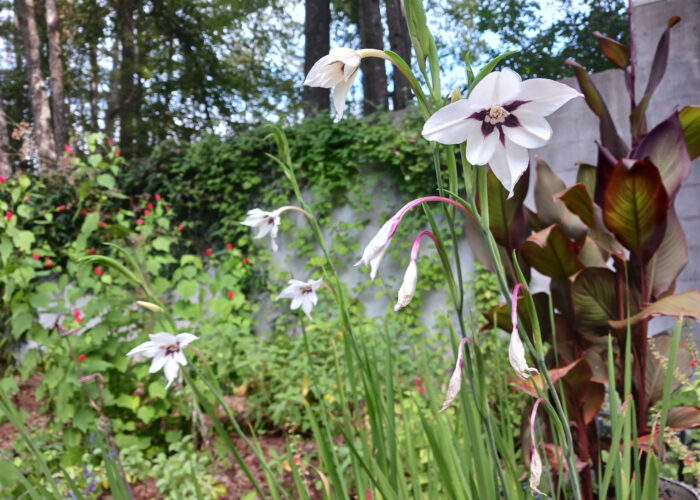 peacock orchid (Acidanthera bicolor)