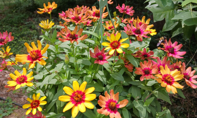 This Month in Your Garden- May 2025