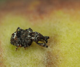 Adult plum curculio (Conotrachelus nenuphar) feeding on a peach fruit. Brett Blaauw, Department of Entomology, University of Georgia