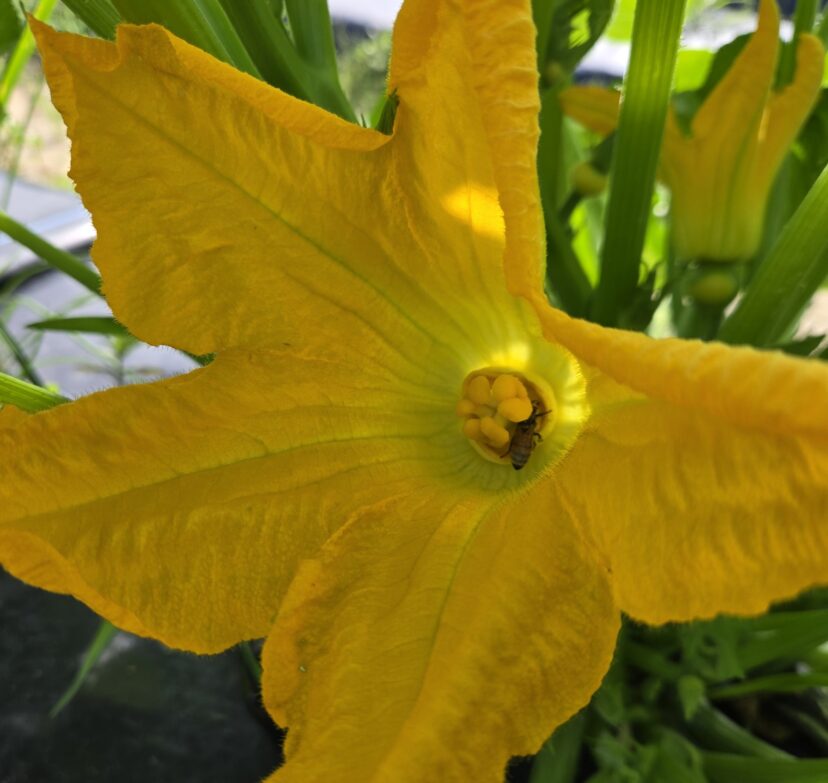 A bee foraging in a pumpkin flower.