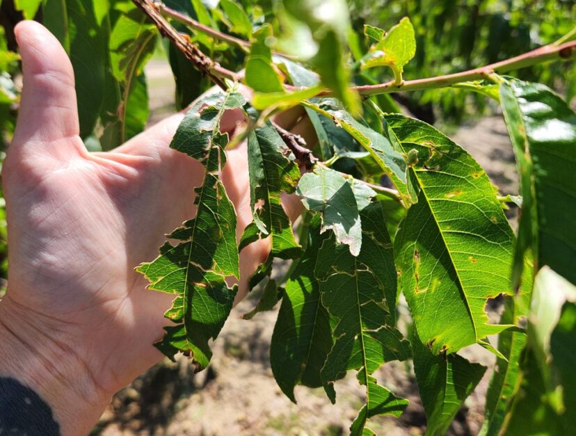 A hand holding a branch with leaves AI-generated content may be incorrect.