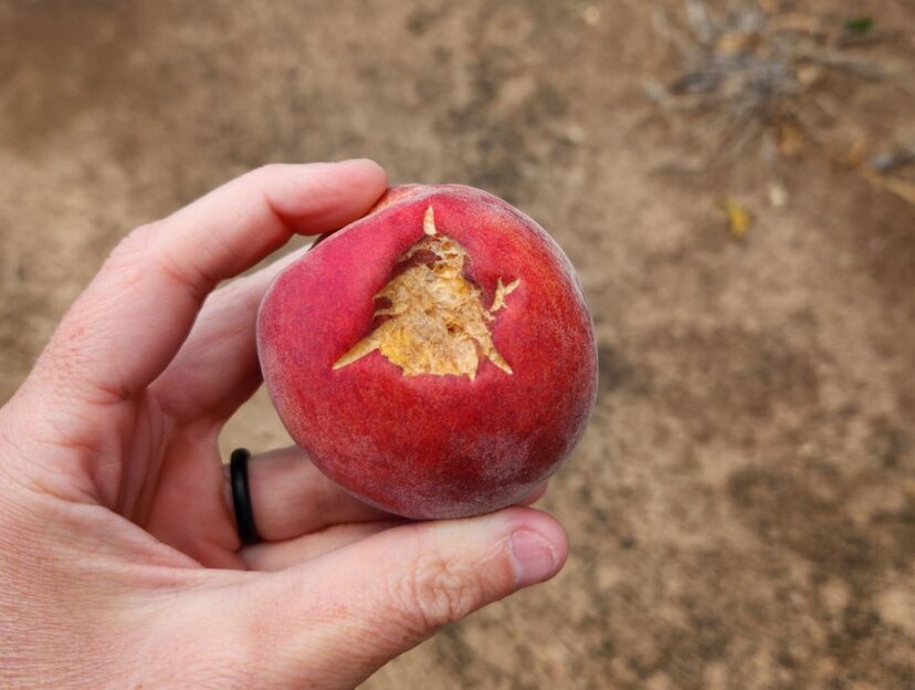 A hand holding a fruit AI-generated content may be incorrect.