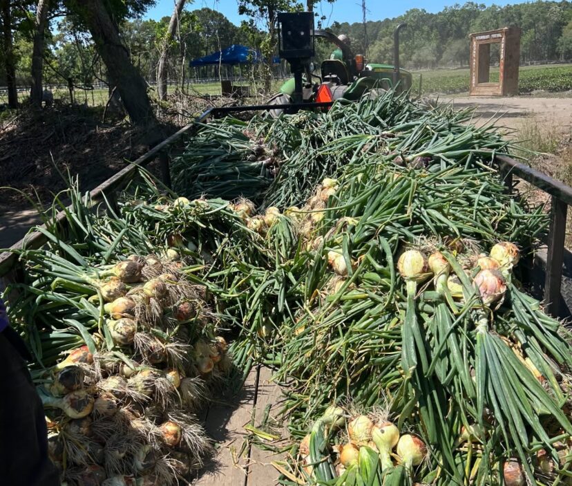 A nice trailer load of onions.