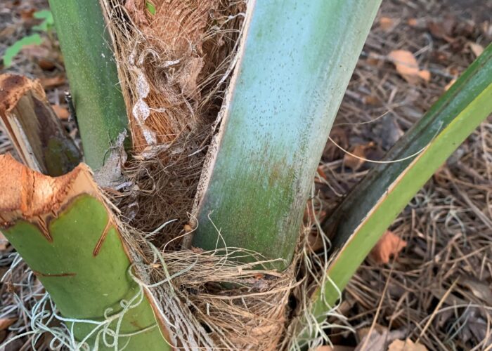 A trunk starts to form at the base of 5- to 10-year-old cabbage palmettos. In the initial stage, fibers wrap around the base of the plant.