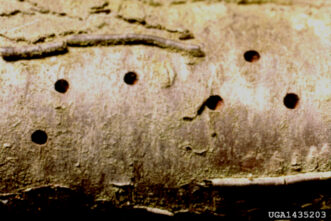 The shothole borer (Scolytus rugulosus) entrance holes within the tree are small and round.