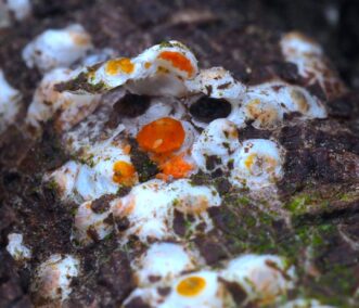 White peach scale (Pseudaulacaspis pentagona) adult female with eggs exposed under their protective waxy covering. 