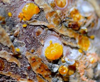 San Jose scale (Comstockaspis perniciosa) adult females with immatures exposed under their protective waxy covering. 