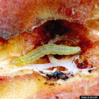 Example of the Oriental fruit moth (Grapholita molesta) larva in a peach, which can grow up to ½-inch long.