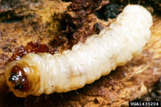 Peachtree borer (Synanthedon exitiosa) larva, which bore into the base of peach trees.