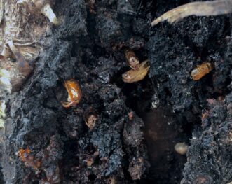 (B) pupal skins surrounded by oozing gum and frass from borer damage, which typically occurs on the trunk and scaffold limbs. Brett Blaauw, PhD, Department of Entomology, University of Georgia and Dept. of Agricultural and Environmental Sciences, Clemson University.
