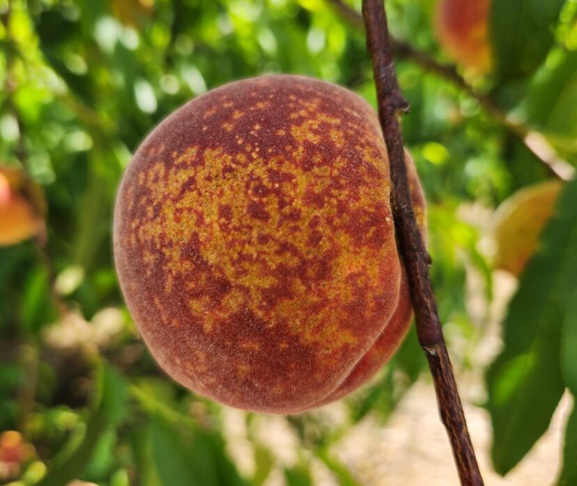 Bacterial spot on ‘Carored’ variety.