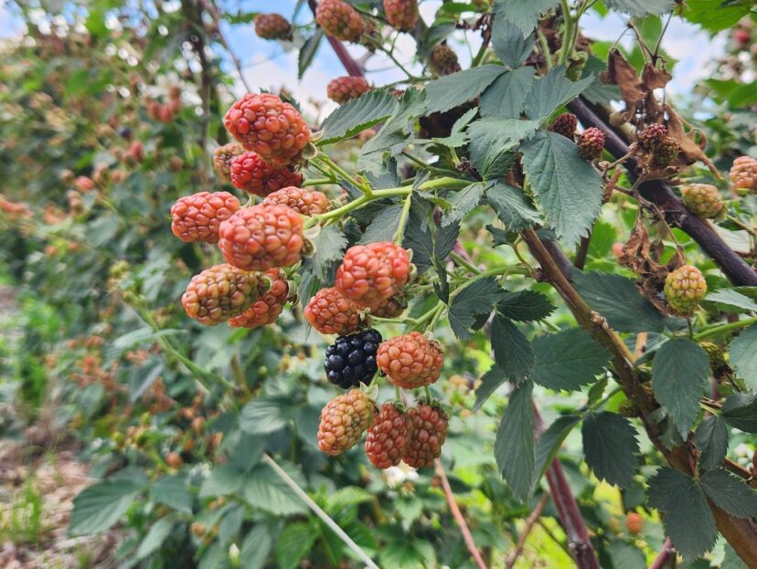 Blackberries are nearing ripeness, and we should begin picking in a couple of weeks.