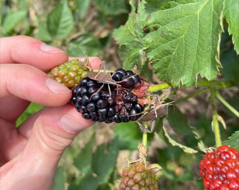 Blackberries being fed on by leaffooted bugs.