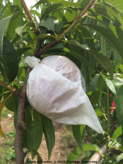 Clemson Fruit Bag developed for the home orchard and hobbyist fruit gardener.