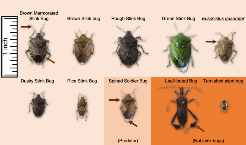 Common stink bugs and look-a-likes found in Southeastern fruit orchards. All these bugs, except the spined soldier bug, have the potential to feed on and distort peach fruit. Brett Blaauw, PhD, Department of Entomology, University of Georgia and Dept. of Agricultural and Environmental Sciences, Clemson University.