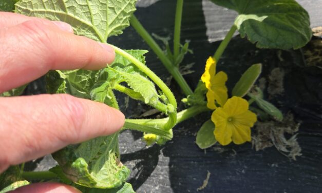 SC Fruit and Vegetable Field Report- May 5, 2025