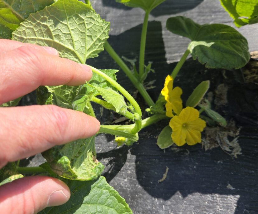 Cucumbers have begun to bloom.