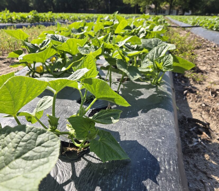 Cucurbit crops are developing well in the Midlands.