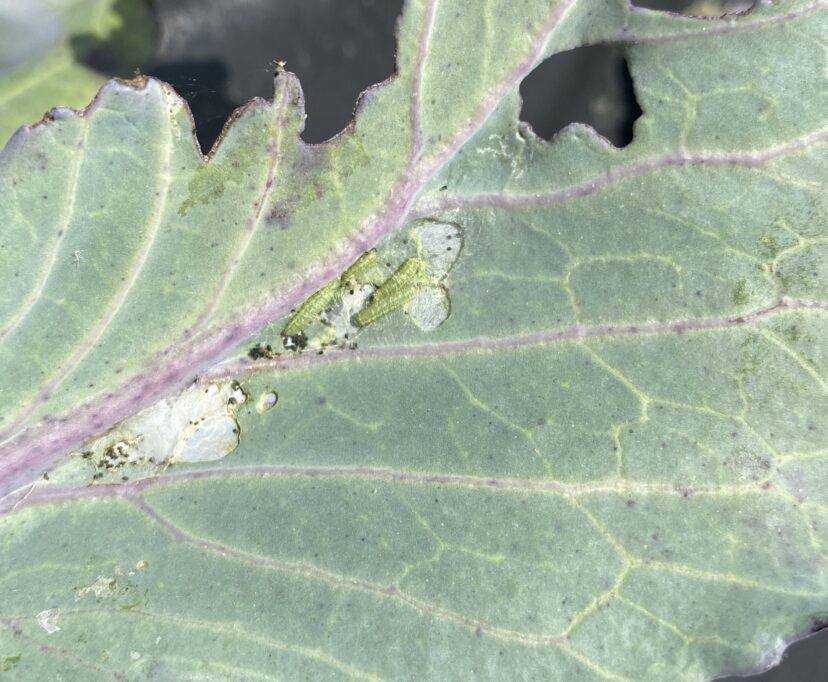 Diamondback moth caterpillars and their characteristic ‘window pane’ feeding pattern on the leaf.