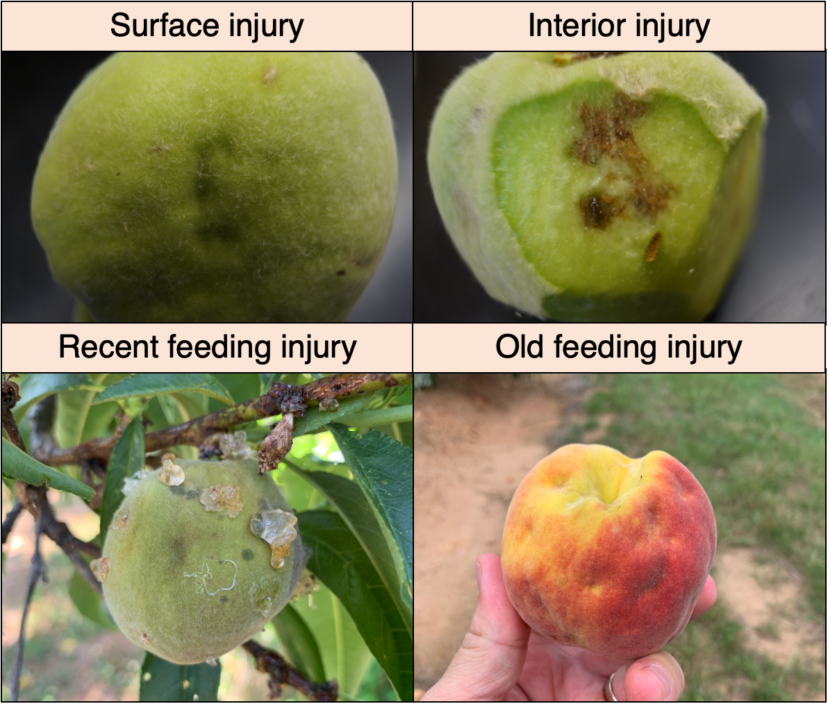 Examples of catfacing due to piercing-sucking insect damage to peaches at different stages of development. Brett Blaauw, PhD, Department of Entomology, University of Georgia and Dept. of Agricultural and Environmental Sciences, Clemson University