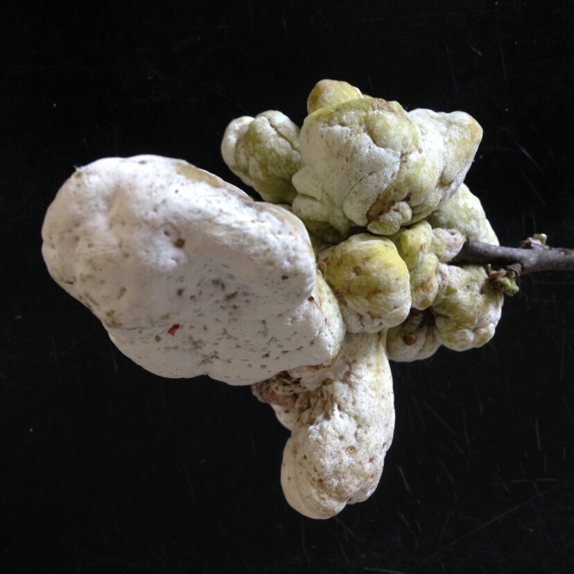 Exobasidium leaf gall on horse sugar produces lumpy galls as large as a small potato.
