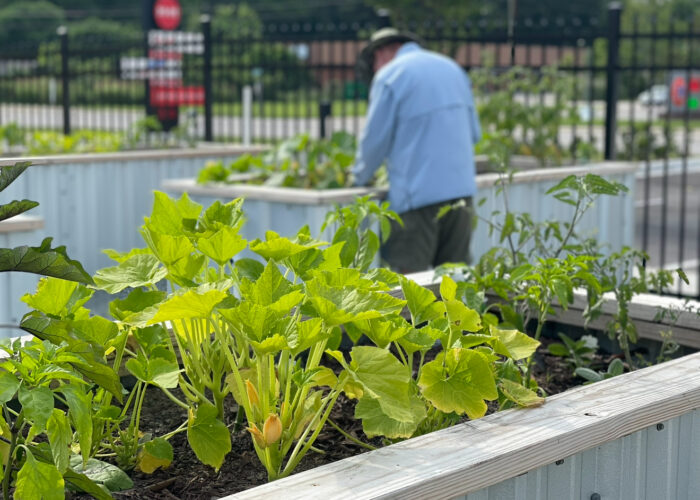 garden bed