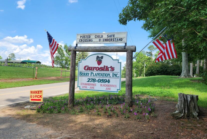 Gurosik’s Berry Plantation main farm market is located at 345 Briggs Rd in North Augusta.