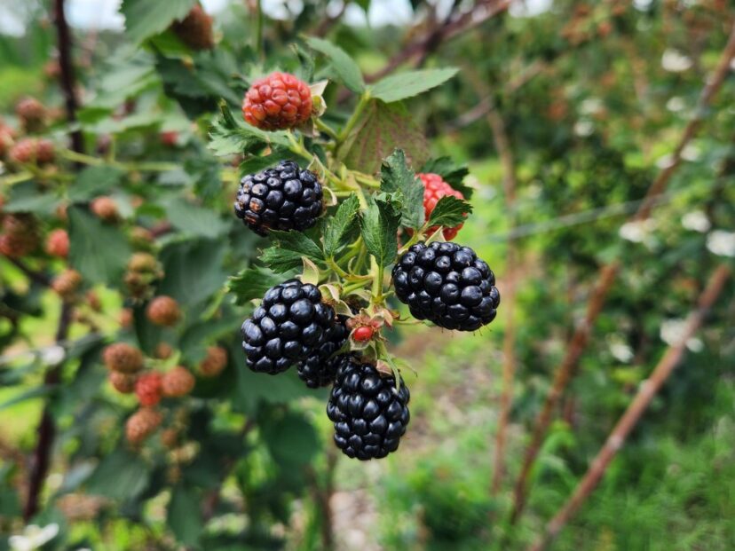 Gurosik’s grows several acres of hybrid blackberries.