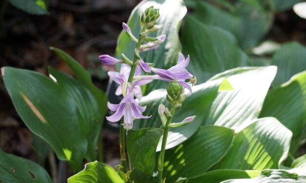 Why Botanical Names Matter: Understanding Plant Nomenclature, Naming Systems, and Classifications