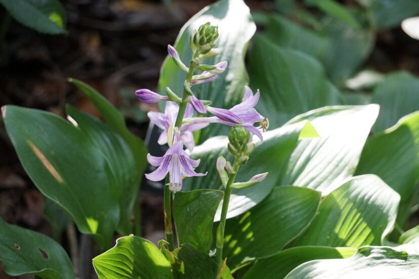 Hosta sp. denotes that it’s in the Hosta genus, but the species is unknown. The sp. or spp. is not written in italics.