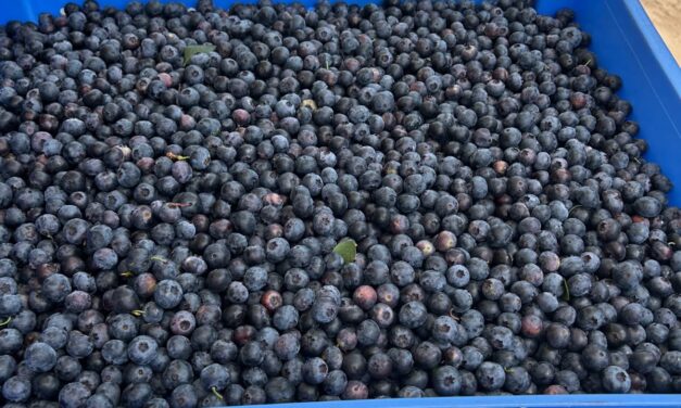 SC Fruit and Vegetable Field Report – May 27, 2025