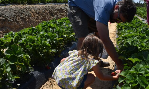 Grower Spotlight – Gurosik’s Berry Plantation