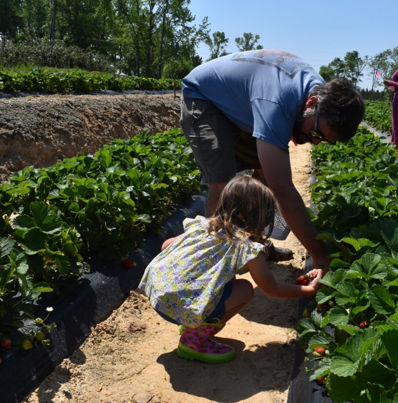In this month’s grower spotlight, Ophelia is filling her bucket with tasty strawberries from Gurosik’s Berry Plantation in North Augusta, SC.