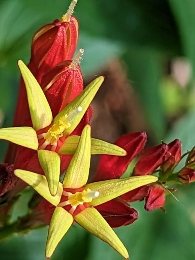Indian Pink (Spigelia marilandica).