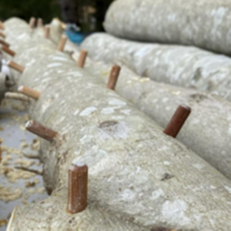 Inoculating logs using dowel plugs. 