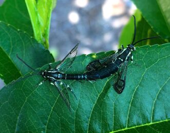 Lesser peachtree borer (Synanthedon pictipes) adults (left = male, right = female) mating on a peach leaf. Brett Blaauw, PhD, Department of Entomology, University of Georgia and Dept. of Agricultural and Environmental Sciences, Clemson University.