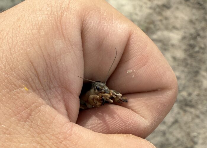 mole cricket