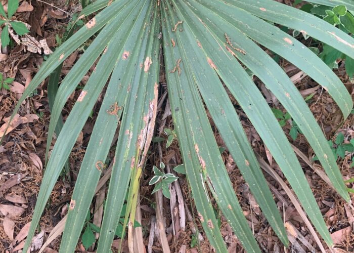 Older leaves of dwarf palmettos split in the middle between leaf segments.
