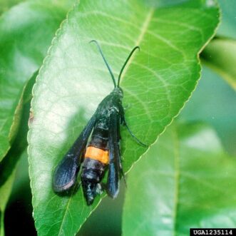 Peachtree borer (Synanthedon exitiosa) (A) adult female Clemson University – USDA Cooperative Extension Slide Series