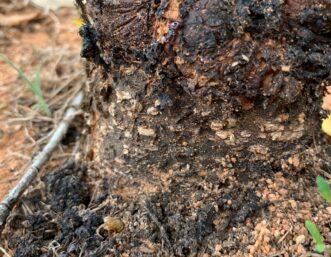 Peachtree borer (Synanthedon exitiosa) damage and pupal skin (bottom left) at the base of an established peach tree. Brett Blaauw, PhD, Department of Entomology, University of Georgia and Dept. of Agricultural and Environmental Sciences, Clemson University.