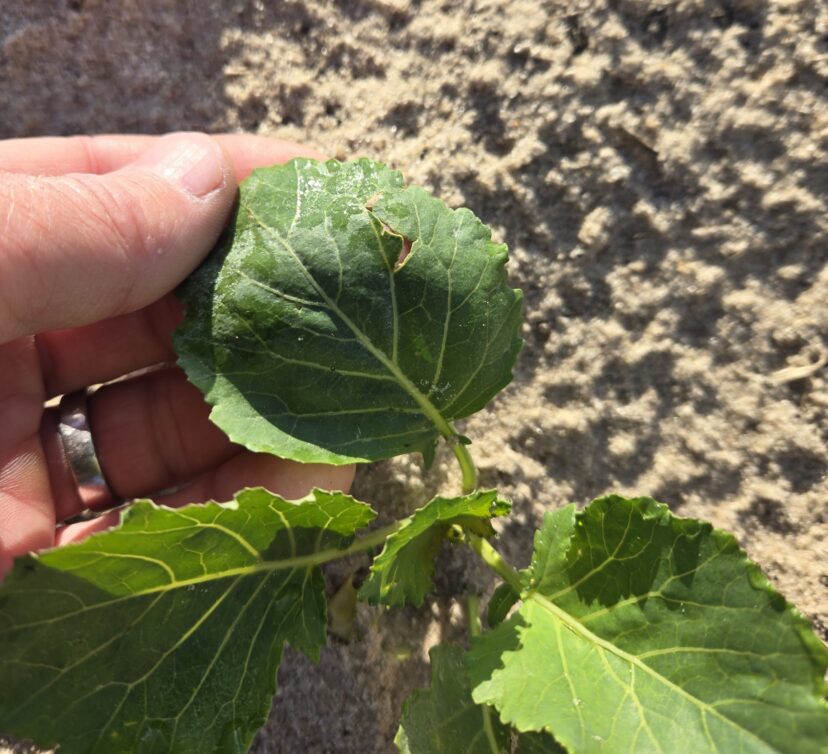 Physical damage can be an entry route for disease.