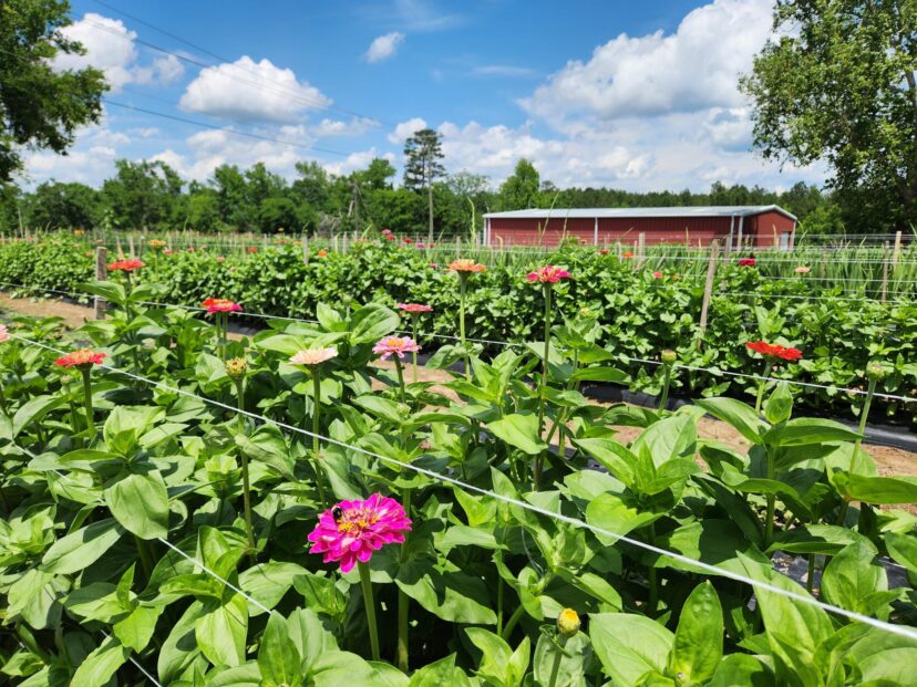Pick your own zinnias at the Farm.