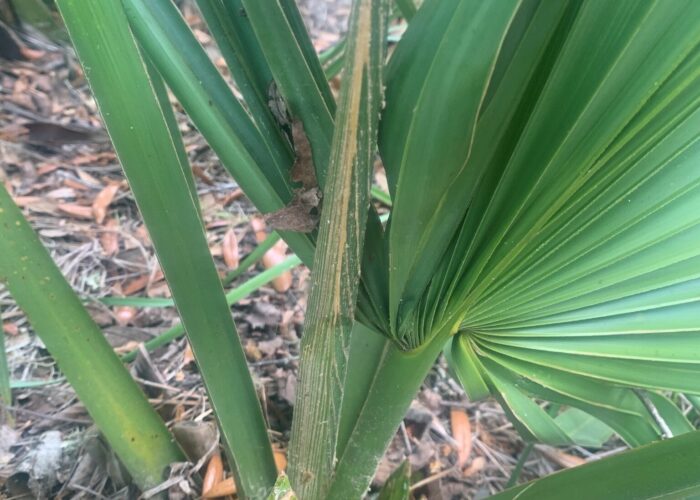 Pointed flower stalks appear at the base of dwarf palmetto in spring. Note the larger taller, thinner new leaf emerging in the center of the plant.
