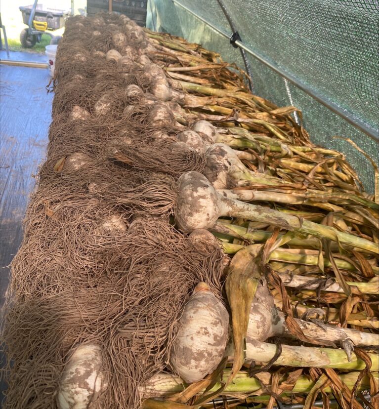 Huge elephant garlic from Horry County. (C. Huss) 
