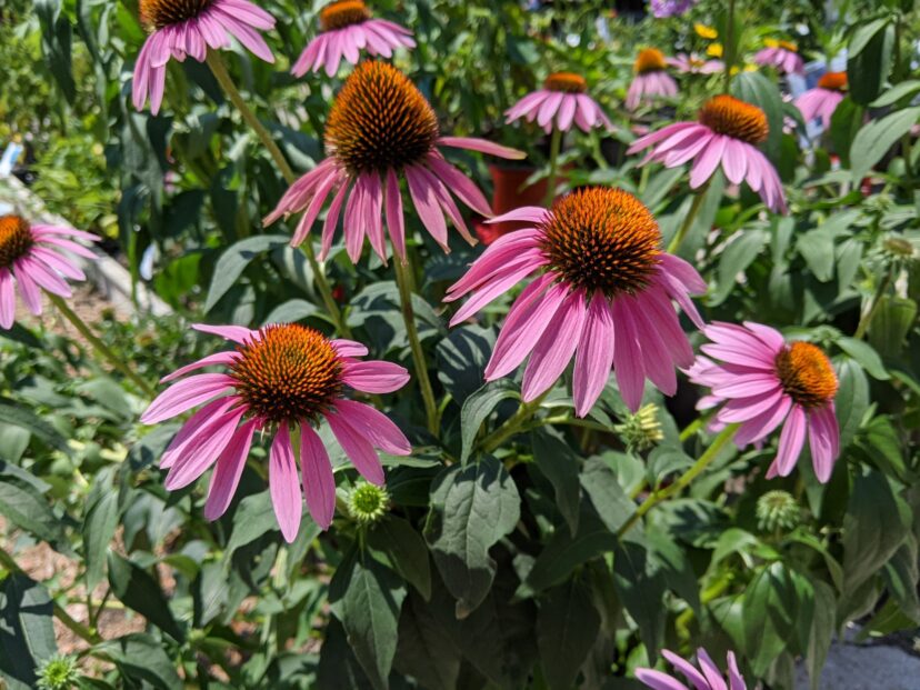 Purple Coneflower (Echinacea purpurea): Echinacea is from the Greek echînos, which means hedgehog or sea urchin, plus Latin -ācea (meaning resembling) to describe the spiky flowers and the seed head. The species name, purpurea, is from the Latin word purpura, which means purple.