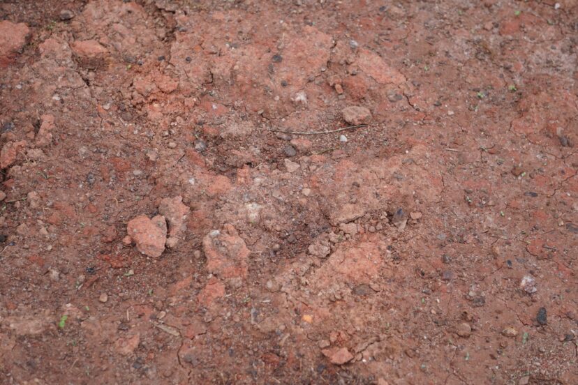 Red clay heavy mineral soil is typically found in South Carolina’s upstate region.