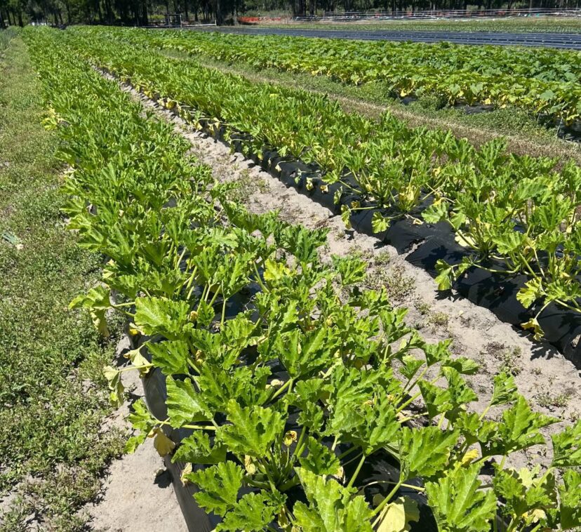 Zucchini suffering from heat and water stress and nematode damage. 