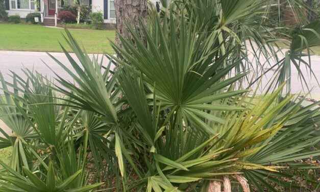 Identifying Volunteer Native Palms in the Landscape