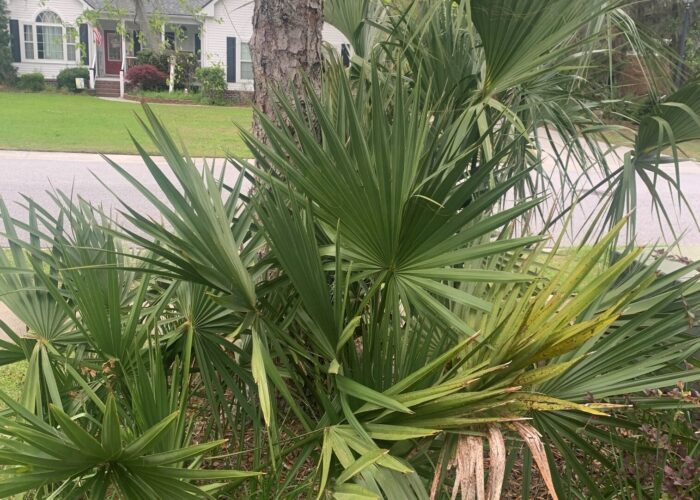 Several dwarf palmettos (foreground) and one cabbage palmetto (back right) growing under a river birch in a home landscape.